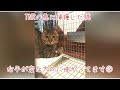 【右手が折れた猫】捕獲器の中は血だらけ。折れて曲がった手。この子をどうしようか?