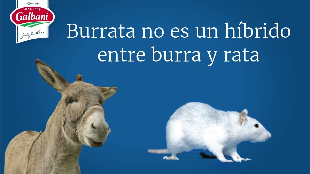 Burrata Galbani | Nº1 en Italia - YouTube