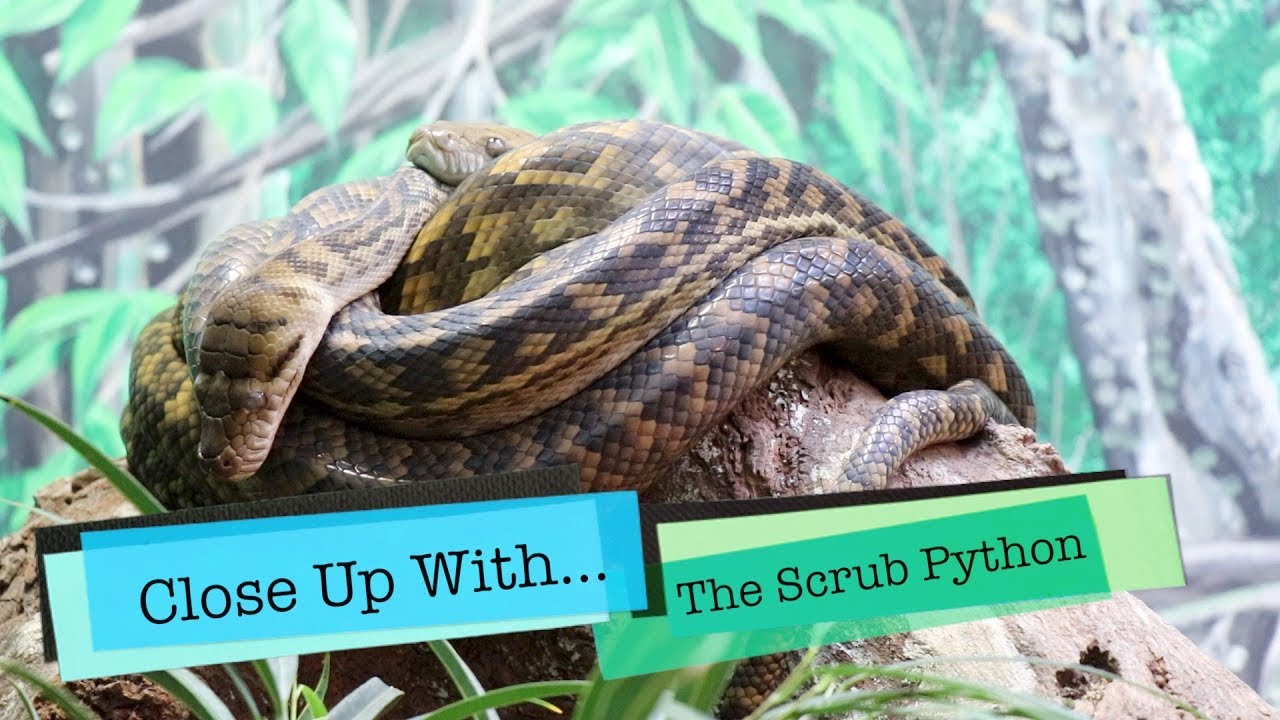 THE SCRUB PYTHON UP CLOSE! Encounters with Australia’s Snakes! - YouTube