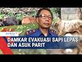 Cerita Iduladha DPKP Surabaya: Evakuasi Sapi Masuk Saluran Air hingga Tangkap Sapi Lepas