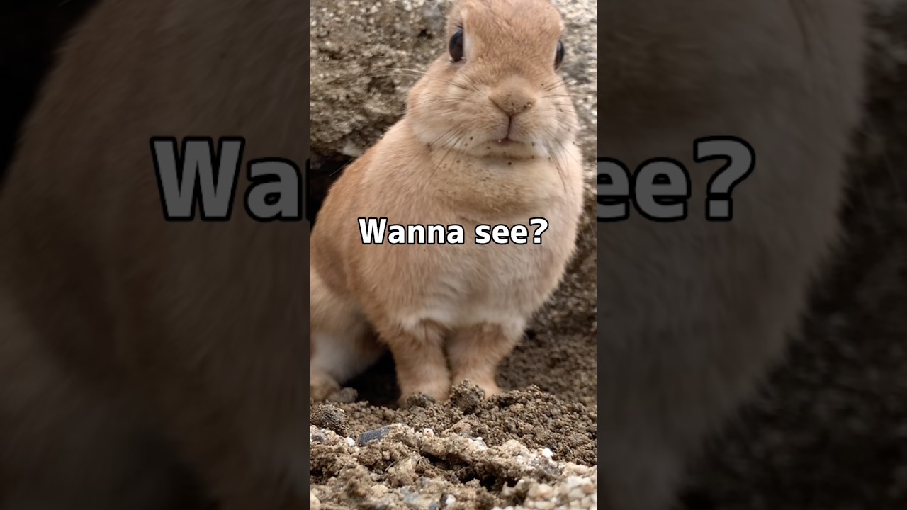 Wanna See Inside? 👀🐰