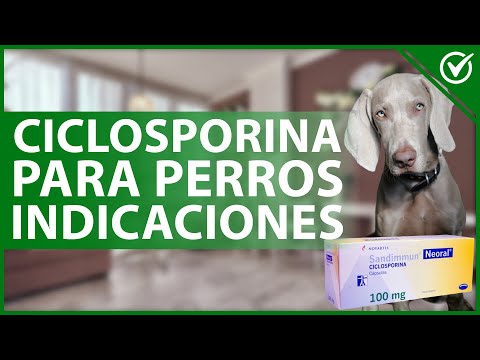 Video: Los efectos secundarios de un disparo de Distemper para perros