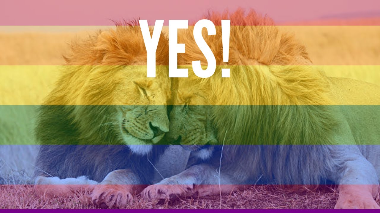 Can Animals Be Gay?!