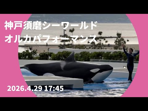 Kobe Suma Sea World Orca Performance, April 29, 2026, 17:45 - YouTube