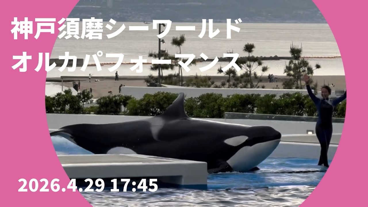 Kobe Suma Sea World Orca Performance, April 29, 2026, 17:45 - YouTube