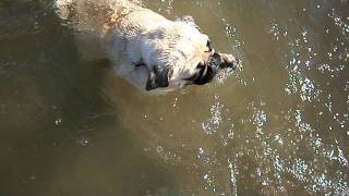 Nina pug swimming