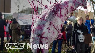 Inside Japan’s Global Dolphin Trade Details