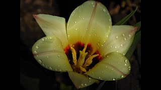 Ernesto Cortazar, Beautiful Romantic Melody, 4K Beautiful Flowers , Superb Tulips, Relaxing Music