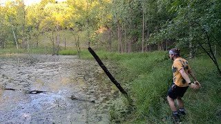 Throwing sticks near a pond