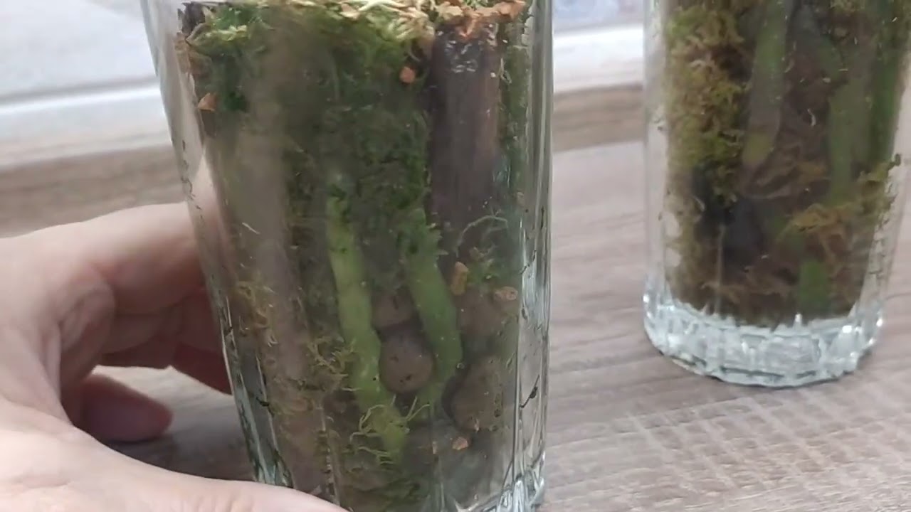 Первые весенние пересадки