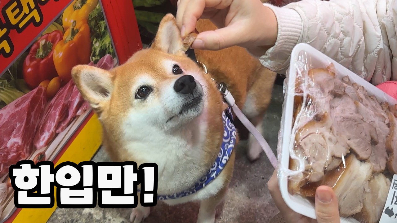 쪼곰이와 제주도 시장에 왔습니다