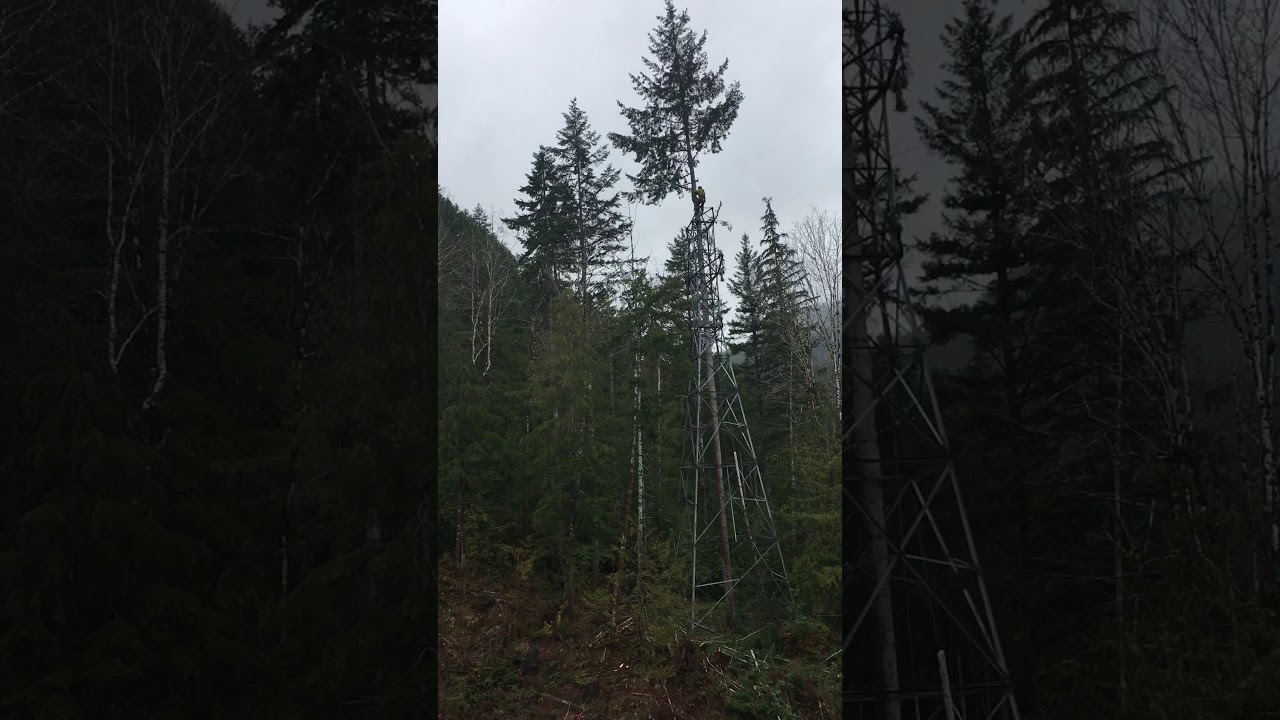 Dangerous tree climbers Transmission towers overgrown tree falling hazard trees danger trees