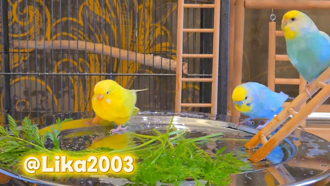 Волнистые попугайчики#birds #милота #parrot #budgies #funny #попугай #cute #video #vlog #март2026