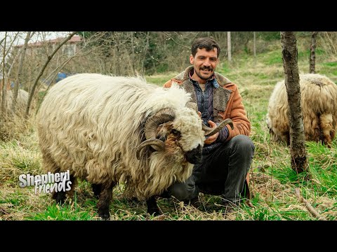 Çoban Arkadaşlar ve Koyun Sürüsü (Hakkı'nın Namlı Koçu) | Belgesel ▫️4K▫️