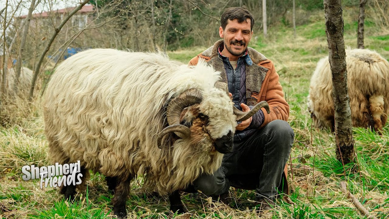 Друзья-пастухи и стадо овец (знаменитая овца Хакки) | Документальный фильм ▫️4K▫️
