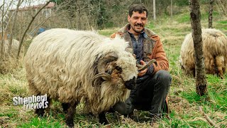 Shepherd Friends and Herd of Sheep (Hakki's famous sheep) | Documentary ▫️4K▫️