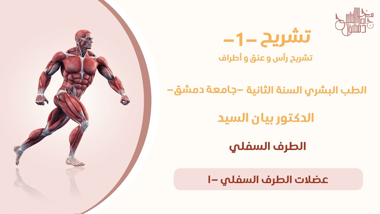 تشريح 1 |عضلات الطرف السفلي-1 د.بيان السيد