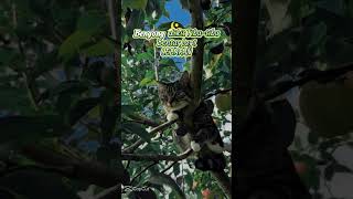 bengong dikit tiba2 mau lebaran #lebaran2026 #fypシ #kucingimut #catvideos #microartdotnet