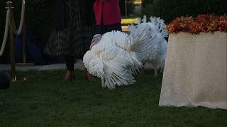 Biden grants Thanksgiving pardons to two turkeys