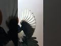 slow mo magpie lacrimosa #shorts #magpie #vinchago