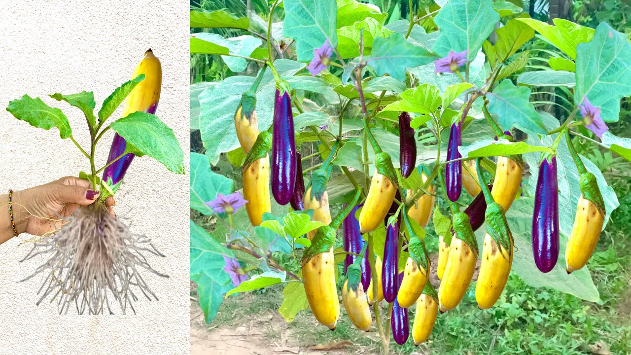 Amazing Grafting eggplant and Banana Using chicken egg With new