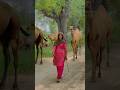 Camel Girl Grazing her camels in Desert Village #viral #shorts #villagelife
