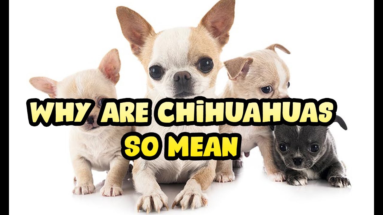 Why Are Chihuahuas So Aggressive and Angry? (Growling)