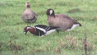 Red-breasted goose - Branta ruficollis - Roodhalsgans