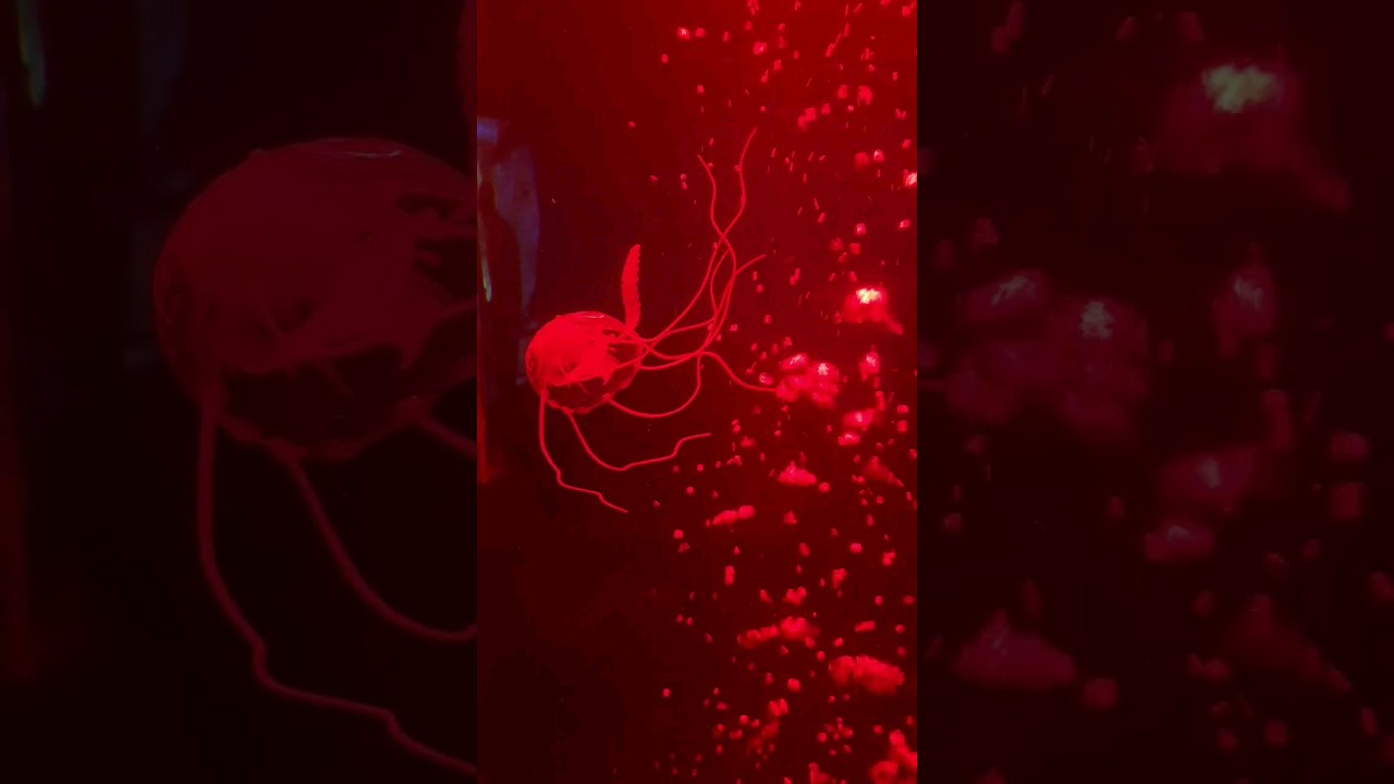 поход в океанариум 🐟 - YouTube