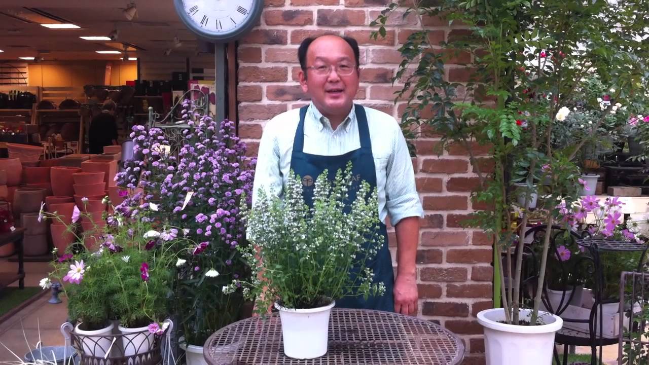 カラミンサの育て方 日常管理 Youtube