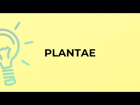 What is the meaning of the word PLANTAE?