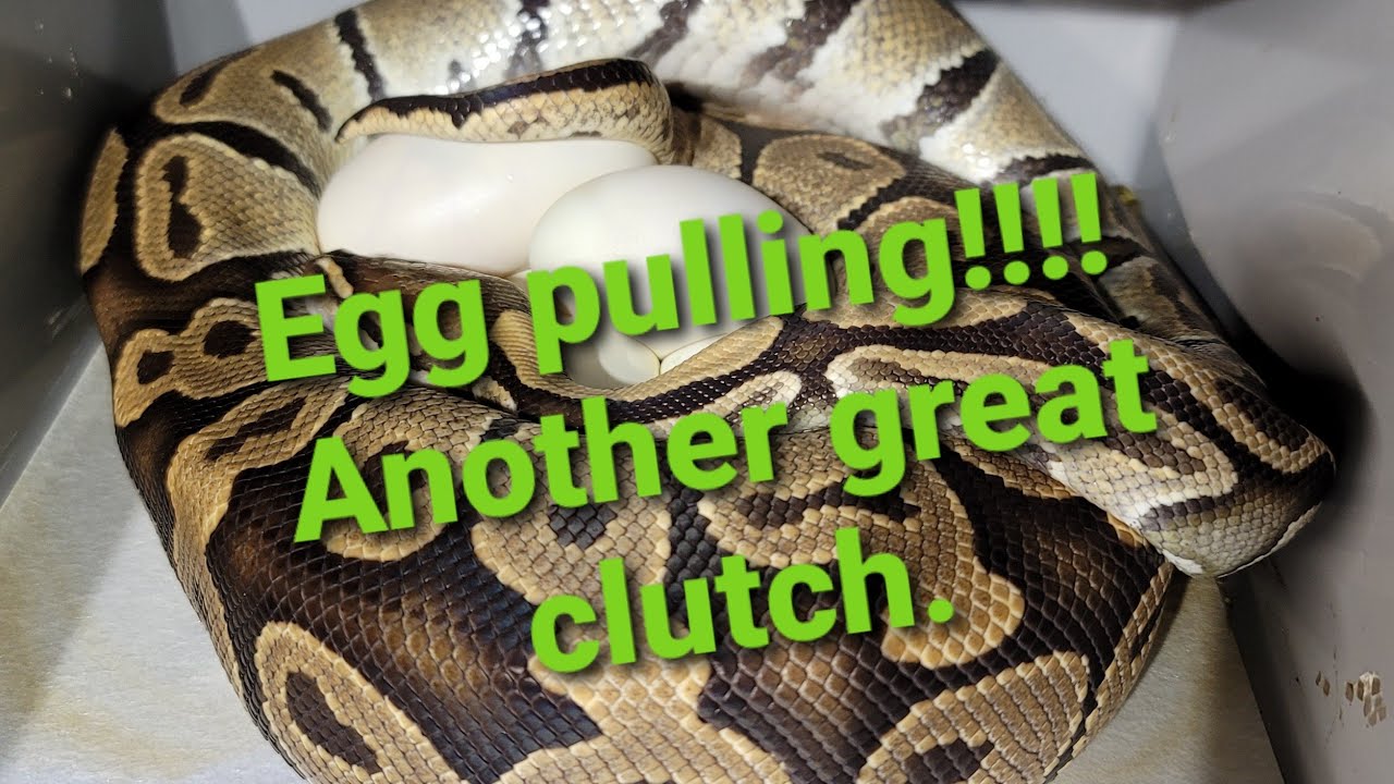 Egg pulling.. Another clutch to drop!