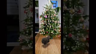 Oiiaoiia Cat Spinning AR filter #cat #brainrot #oiiaoiia #filter