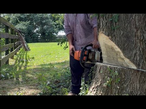 Hackberry removal, blessed with another day 🙏🏼🪵🙌🏼
