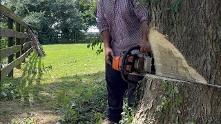 Hackberry removal, blessed with another day 🙏🏼🪵🙌🏼