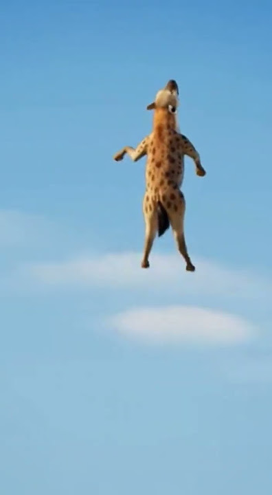 Hyena's WORST Day Ever 😂 기린 꼬리 물었다가 큰코다침! ¡Nunca provoques a una jirafa!