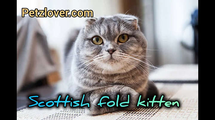 Watch the video about Scottish Fold Kittens Playing, A Joyful Sight #scottishfold, #scottish, #scotties,