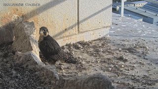 Osaka Peregrine Falcons/2024-05-23/ Alone in the nest