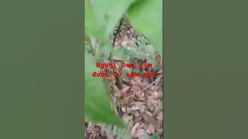 Đào được củ sâm rừng quý #sâm_lai_châu_rừng #sâm_ngọc_linh #sâm_ngọc_linh_rừng