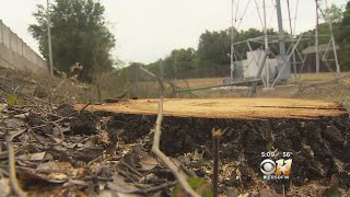 Neighbors Hope Grassroots Effort Will Halt Oncor Cutting Trees