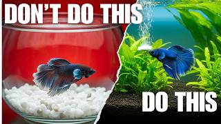 10 Things Betta Fish Hate😱🐠 Information