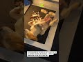 Molly aparece com 10 filhotes recém-nascidos e momento encanta!! #viral