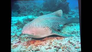 Zebra Sharks