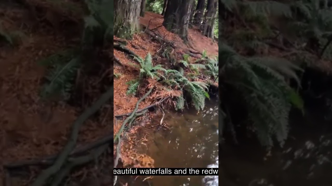California Redwoods at Beech Forest Victoria, Australia