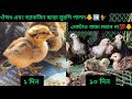 Chicken Farm- ১-১০ দিন ঔষধ এবং ভ্যাকসিন ছাড়া মুরগি পালন🐥➡️🐓