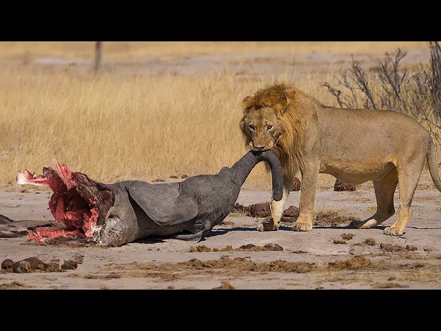 Tragic Moments! Hunger Can Make Animals Turn Into Devils class=