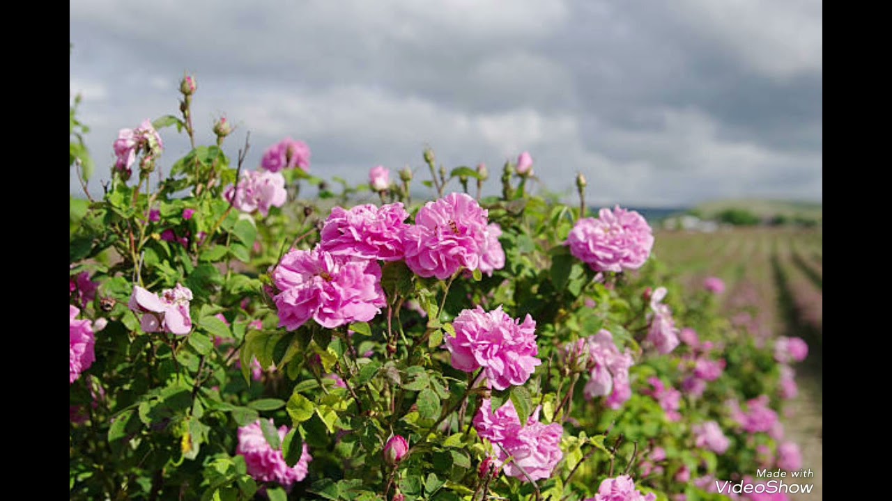 O ma yong to aheukolon by Pinky Lawson