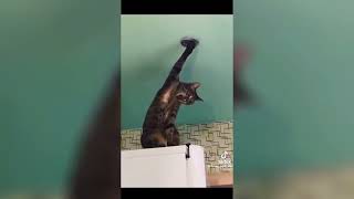 TOP KEK OF THE WEEK | FAIL COMPILATION | FUNNY TIK TOK 8
