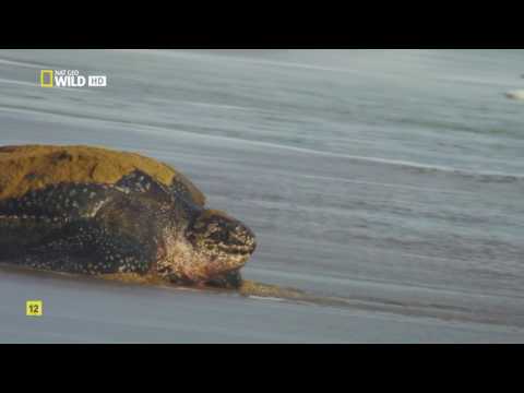 National Geographic Wild Islands Caribbean