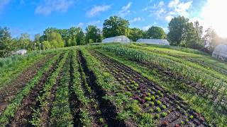 What “Winter Growing” Means in Hot Regions @notillgrowers